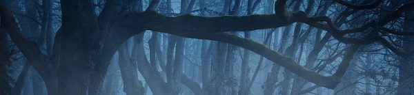 forest, fog, woods-3394066.jpg